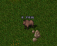 Ram-1.png