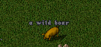 WildBoar-1.png