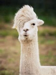 Llama Mart