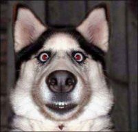 FireDog