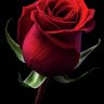 Izzysrose