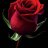 Izzysrose